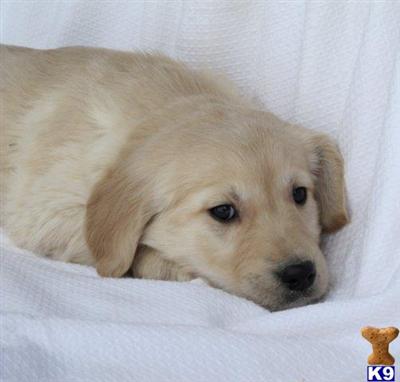 Puppies in UT