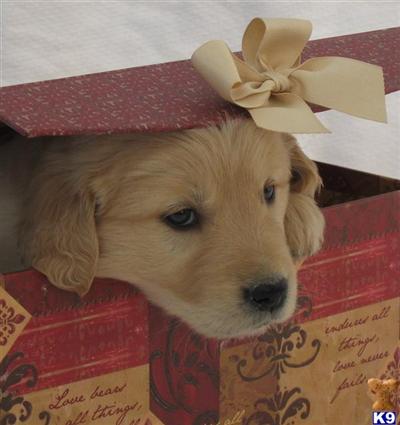 Golden Retriever Puppies on Golden Retriever Puppies