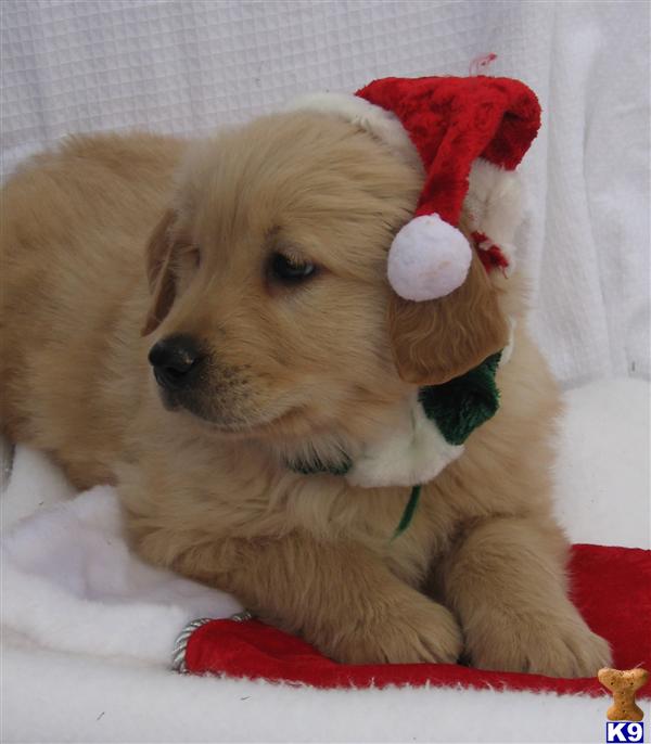 fully trained golden retriever for sale golden retriever puppy for sale puppy fully trained reserve today 5 years fully trained golden retriever for sale golden retriever puppy for sale puppy fully trained reserve today 5 years