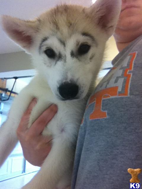 Puppies in Maryville