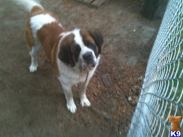Stud Dogs in MN