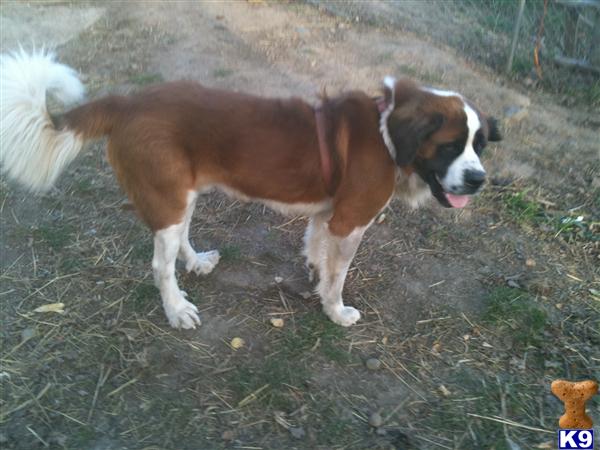 Dogs for Sale in MN
