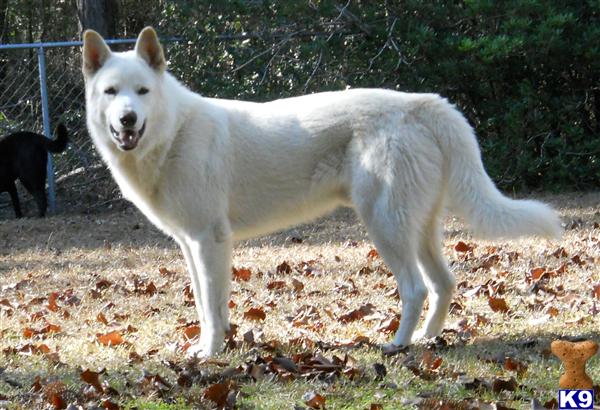 Stud Dogs - Wolf Dog