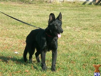German Shepherd Puppies for Sale