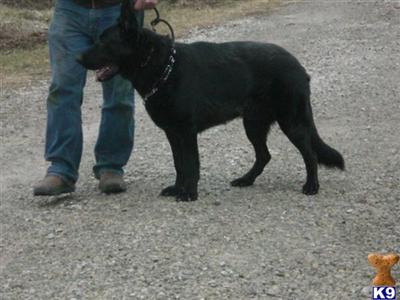Dogs for Sale in OH