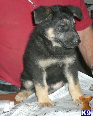 Puppies in Hilliard