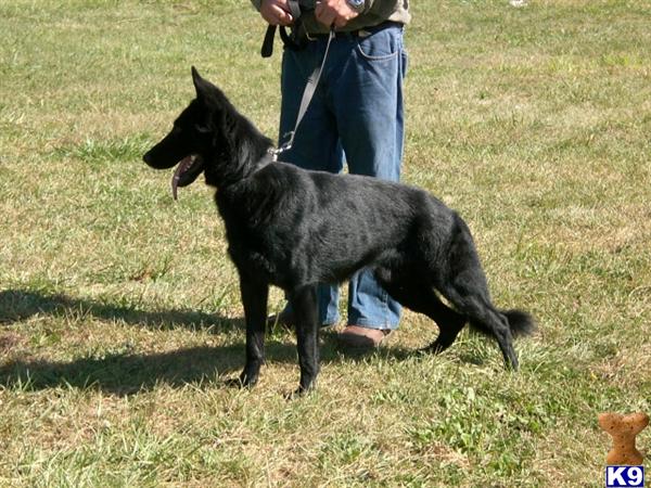 German Shepherd Puppies in OH