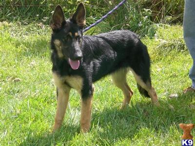 Dogs for Sale in OH