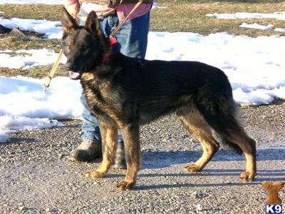 Dogs for Sale in OH