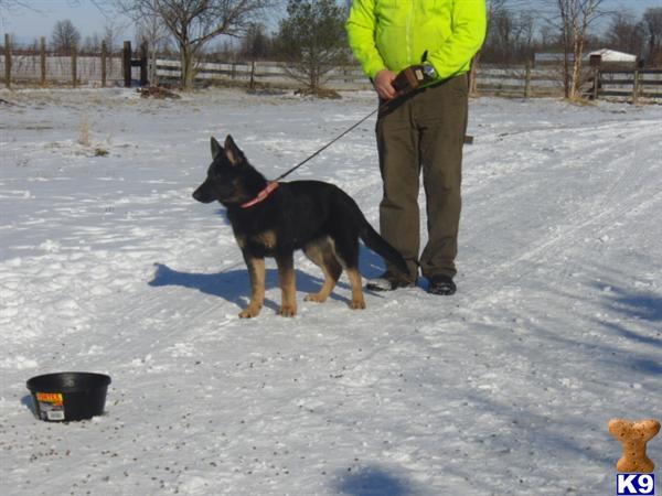 Dogs for Sale in OH