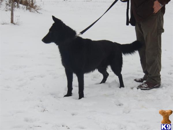 Dogs for Sale in OH