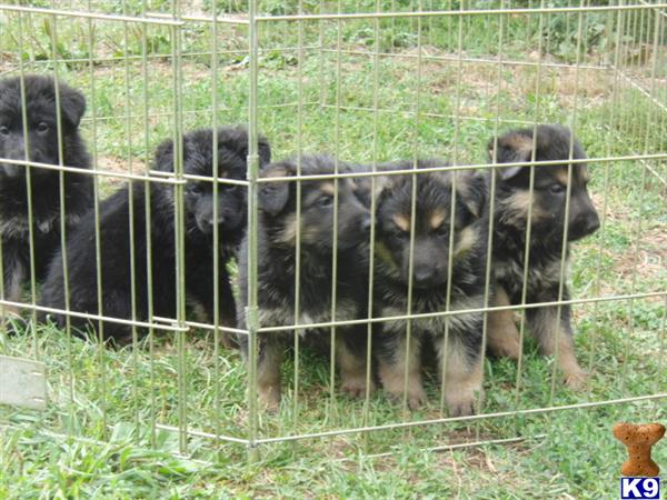 German Shepherd Puppies in OH