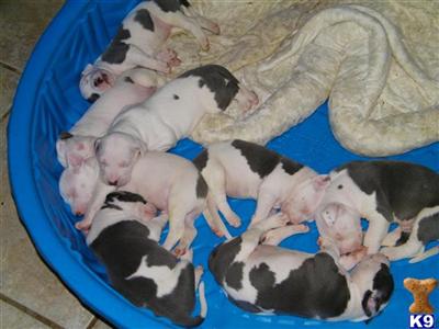 American Pit Bull Puppies in TX