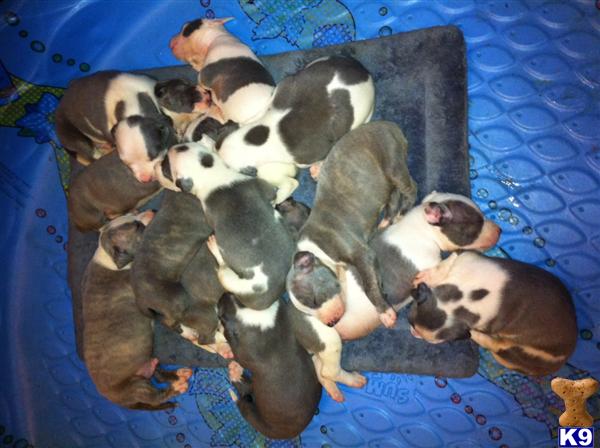 American Pit Bull Puppies in TX