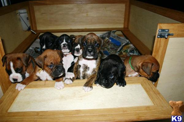 Puppies in Fort myers