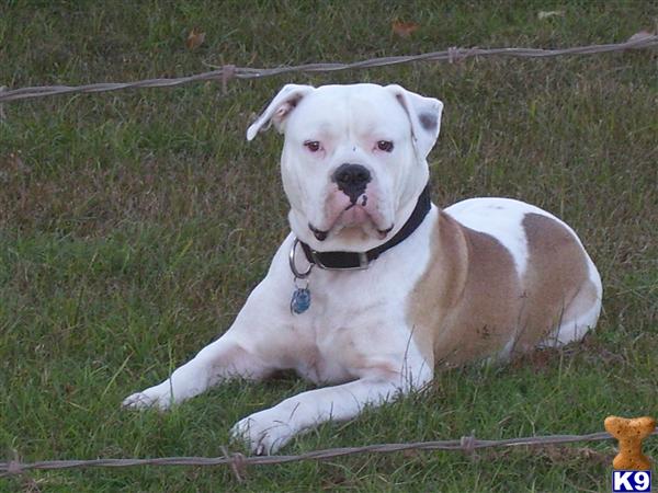 Stud Dogs - American Bulldog