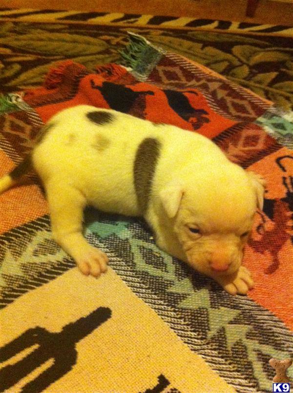 American Bulldog Puppies in AR