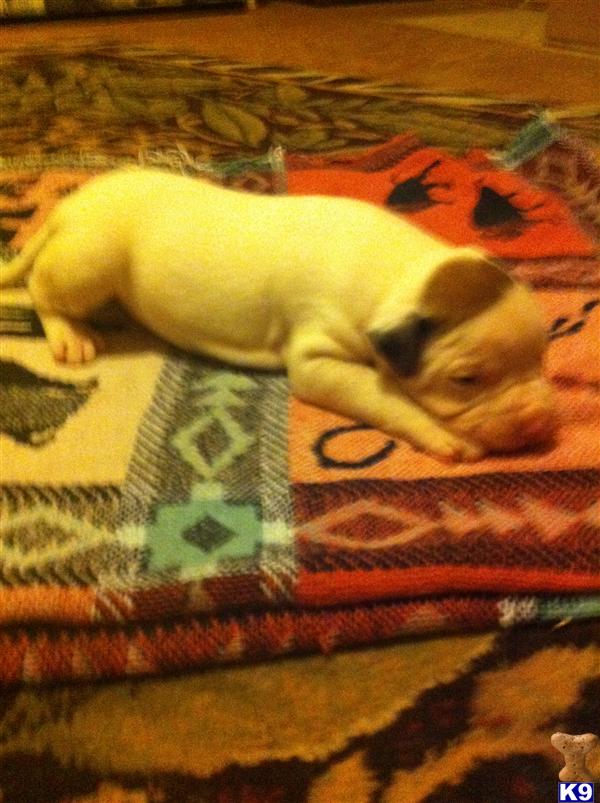 American Bulldog Puppies in AR