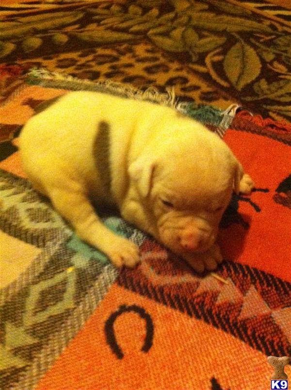 American Bulldog Puppies in AR