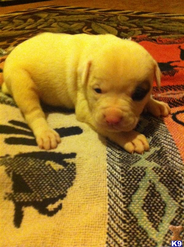 American Bulldog Puppies in AR