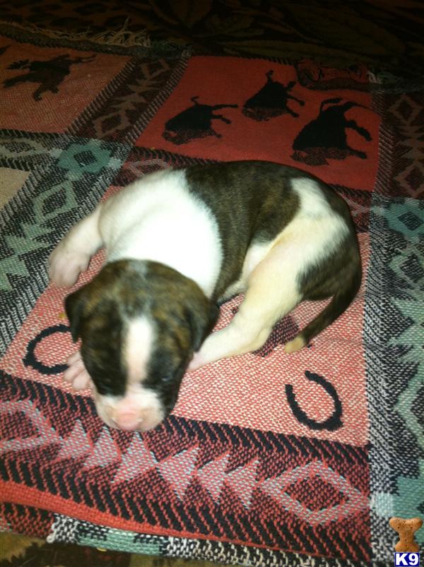 American Bulldog Puppies in AR