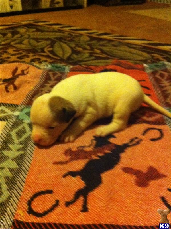 American Bulldog Puppies in AR