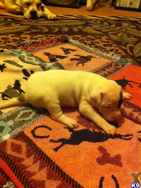 American Bulldog Puppies in AR