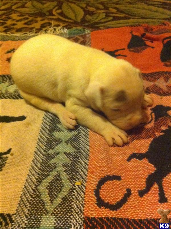 American Bulldog Puppies in AR