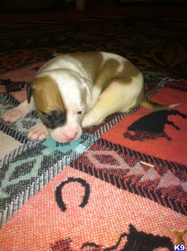 American Bulldog Puppies in AR