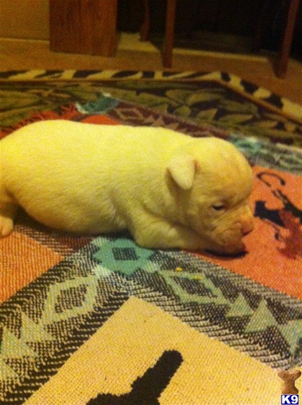 American Bulldog Puppies in AR