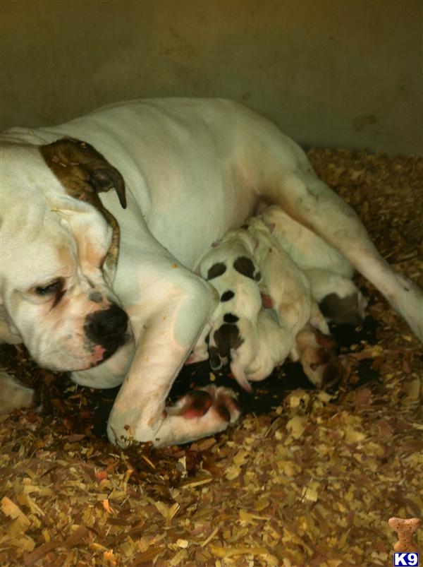 American Bulldog Puppies