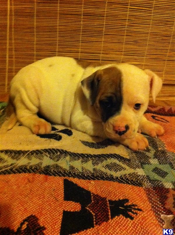 American Bulldog Puppies