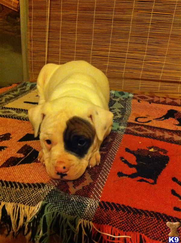 American Bulldog Puppies