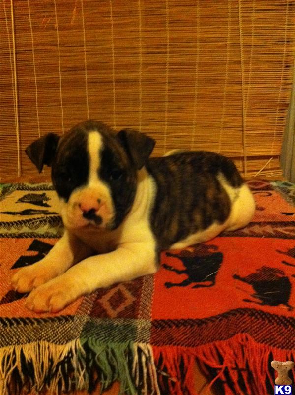 American Bulldog Puppies