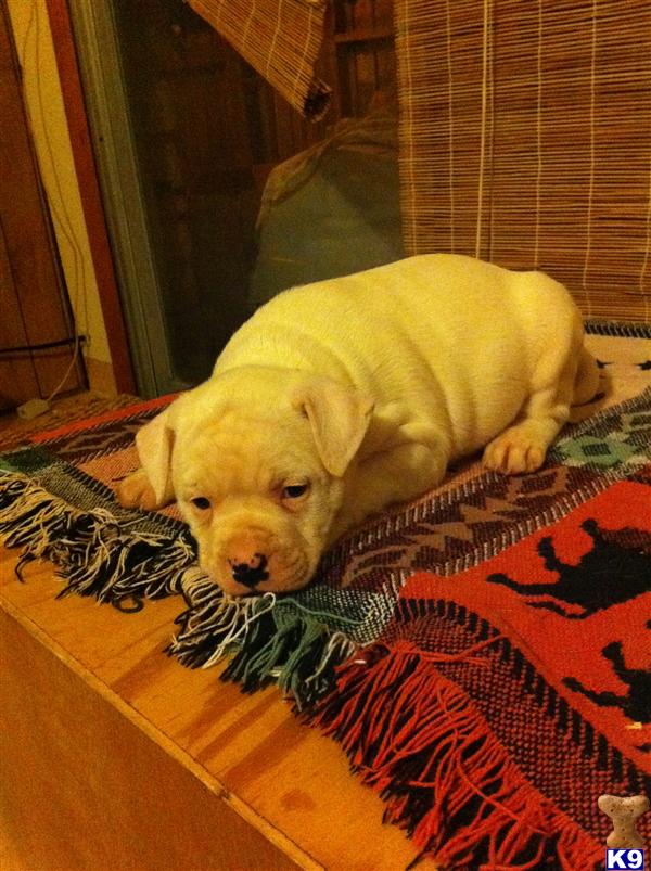 American Bulldog Puppies