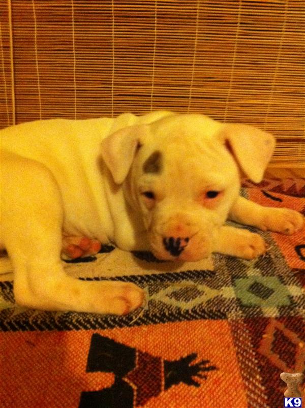 American Bulldog Puppies