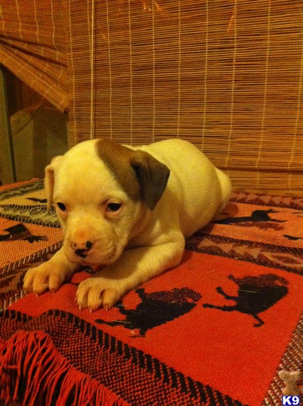 American Bulldog Puppies