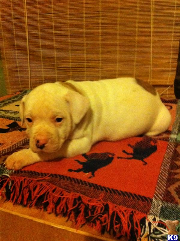 American Bulldog Puppies