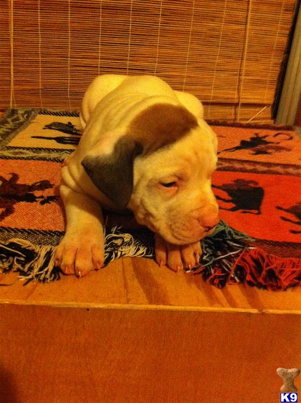 American Bulldog Puppies