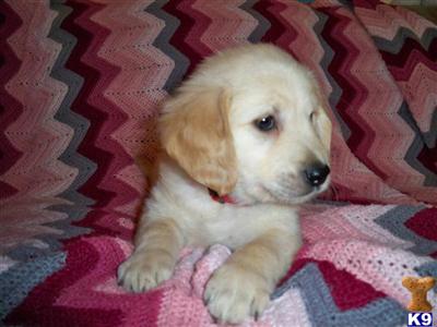 Golden Retriever Puppies in WI