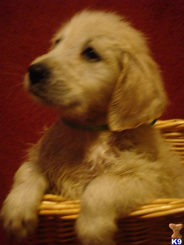 Golden Retriever Puppies in WI