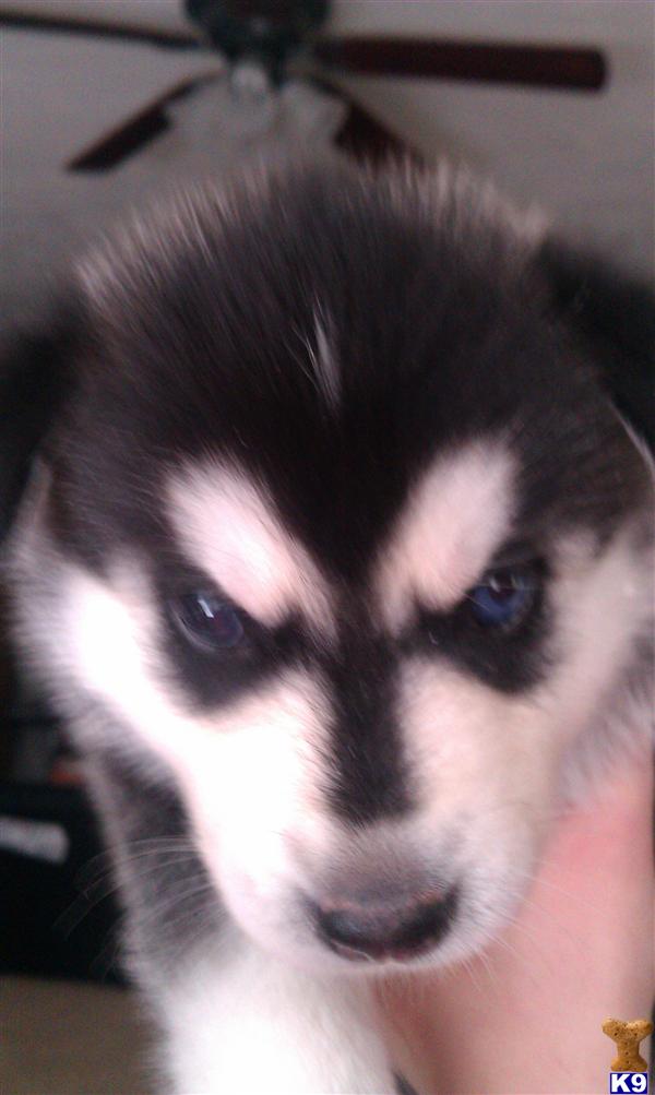 Puppies in Kalamazoo