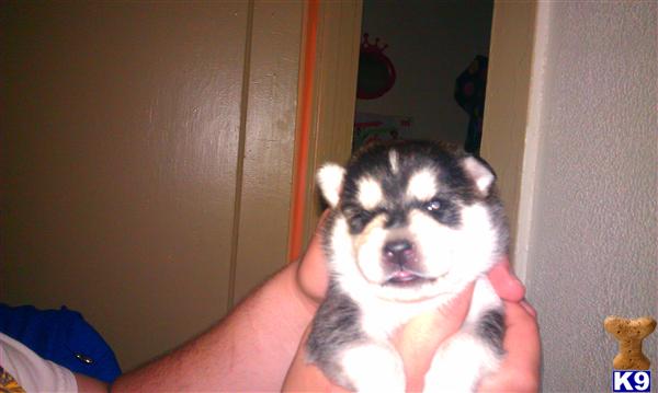 Puppies in Kalamazoo