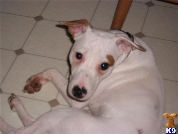 Dogs - Jack Russell Terrier