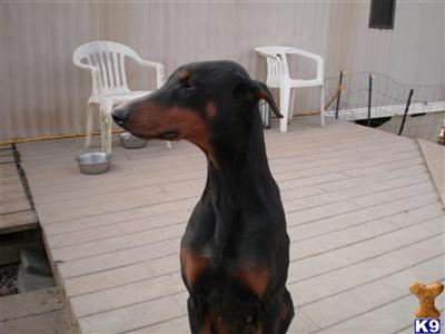 Dogs - Doberman Pinscher