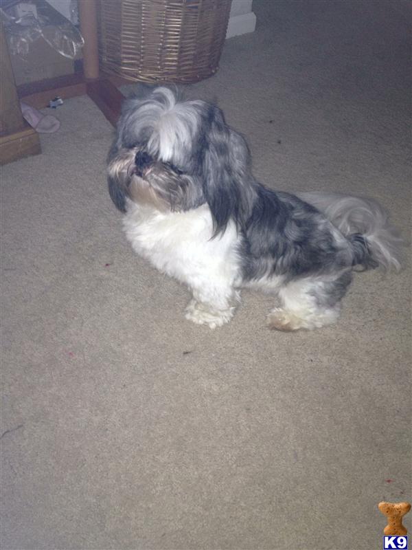 Stud Dogs - Shih Tzu