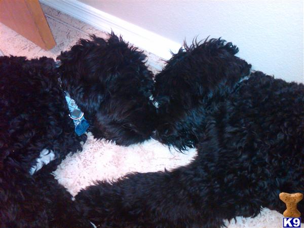 Portuguese Water Dog Puppies