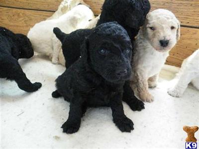 Puppies in OR