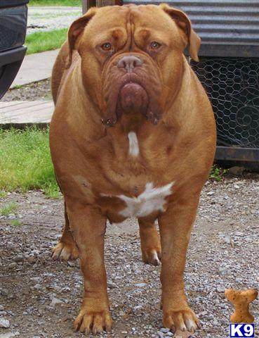 Dogue De Bordeaux Puppies for Sale