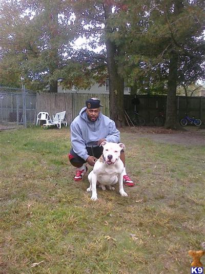 Stud Dogs in MD